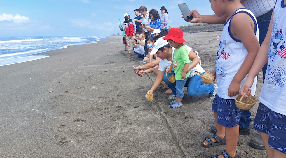 Liberación de tortugas golfinas